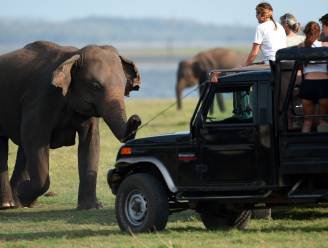 Op safari! Zo spot je de grootste dieren ter wereld (en zoveel kost dat)