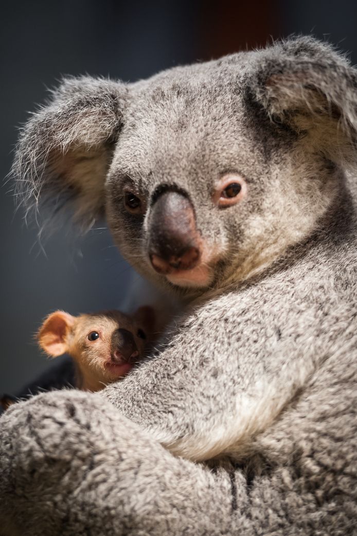 4enscrap : Un petit Koala