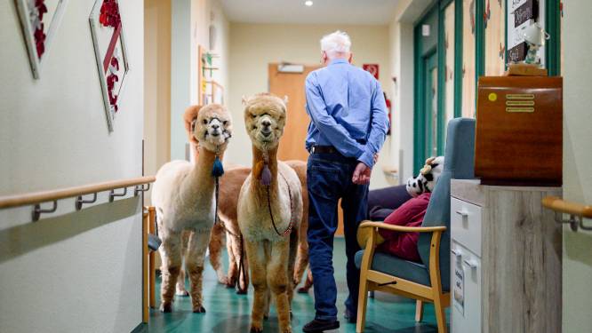 IN BEELD. Alpaca’s zorgen voor vreugde in woonzorgcentrum