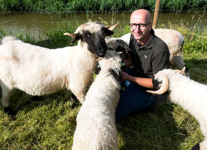 Jeroen Quak vertelt over het schapenras Walliser Schwarznase.