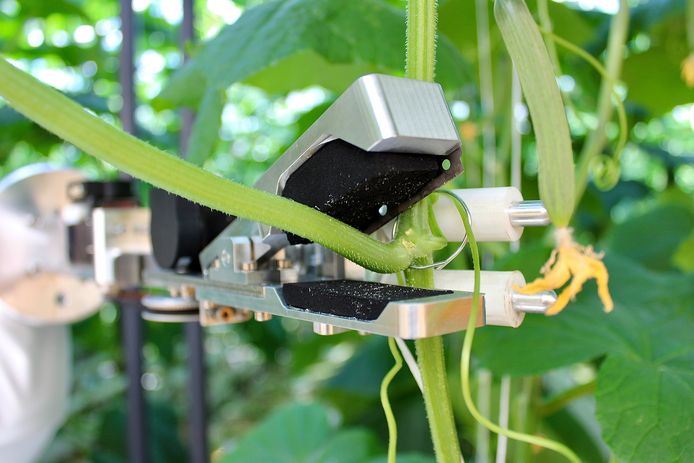 VDL Cropteq Robotics heeft met technologie van het Eindhovense bedrijf VBTI een bladplukrobot voor bijvoorbeeld komkommerplanten ontwikkeld en geproduceerd.