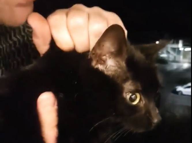 Hallucinante video: dronken student gooit kat van residentie in Kortrijk