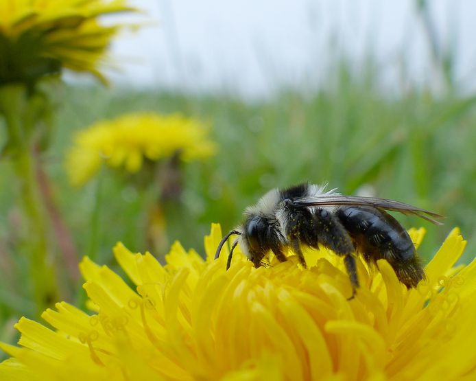 Bijvriendelijke gewassen moeten drie straten in Bodegraven-Reeuwijk transformeren tot bijenparadijzen.