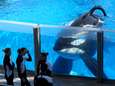 Orka die wereldberoemd werd door documentaire 'Blackfish' overleden
