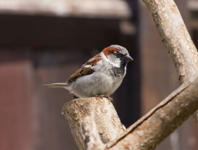 Dit weekend vindt het jaarlijkse vogeltelweekend plaats.
