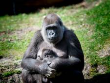 Dit is de naam van het eerste gorillajong in tien jaar van dierenpark Apenheul in Apeldoorn