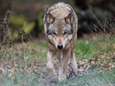 'Schapenhouders in Altena vrezen voor komst van de wolf. Zo’n roofdier hoort hier niet’