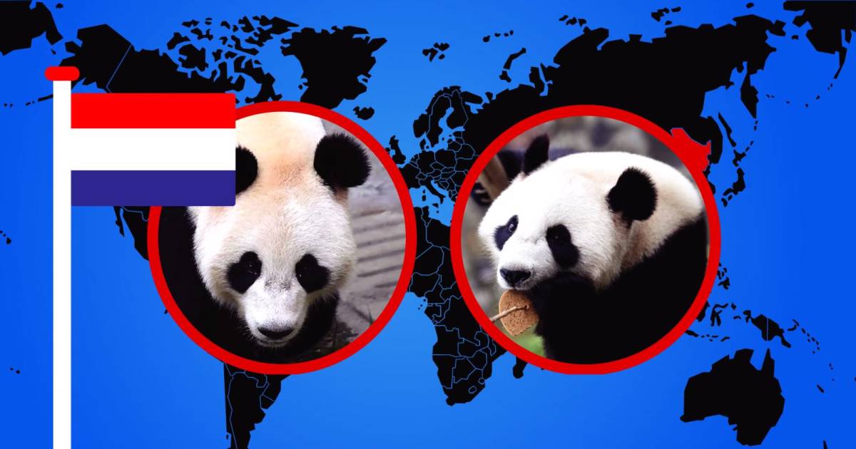 draaipunt Onderzoek het trompet Zo krijg je een panda van de Chinezen | Panda's in Ouwehands |  gelderlander.nl