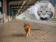 Sunny - de Deventer stationskat - is dood.