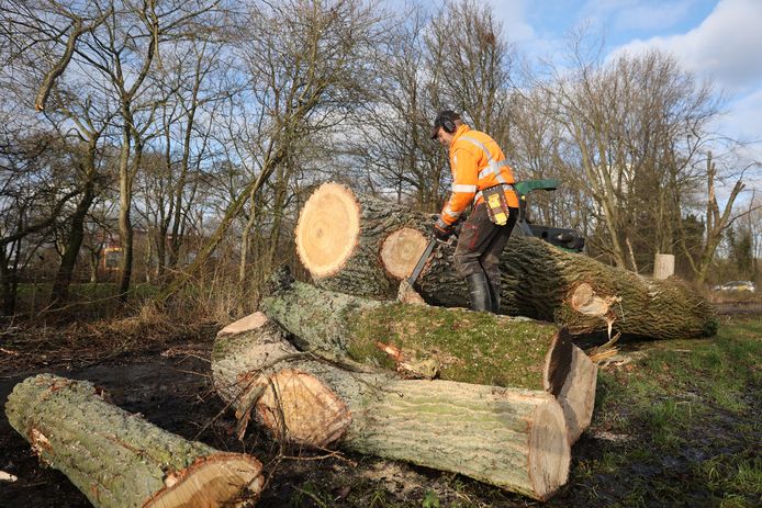 In Vlaardingen-Holy worden talloze bomen omgezaagd om plaats te maken voor de warmteleiding naar Rotterdam.