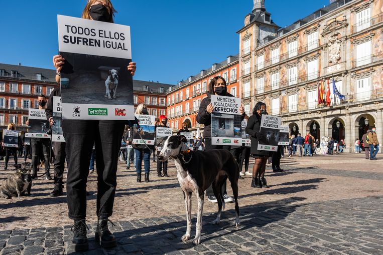  Op 30 januari werd er op het centrale plein van Madrid gedemonstreerd tegen de mishandeling van jachthonden in Spanje. Deze honden, vaak windhonden of galgos in het Spaans, worden door jagers bij slechte prestaties mishandeld, gedood of achtergelaten. Beeld Eline van Nes