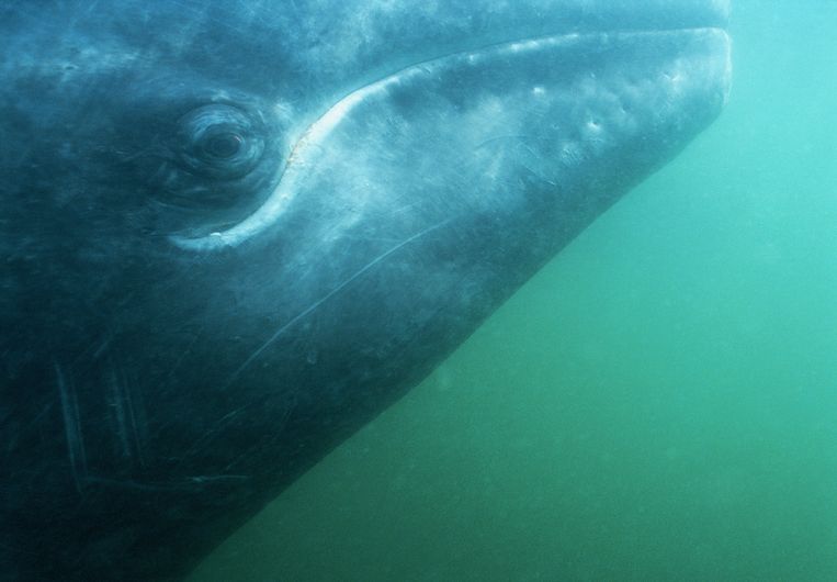 De grijze walvis bij Californië. De soort kwam eens ook voor in de zeeën voor de Nederlandse kust. Beeld Getty