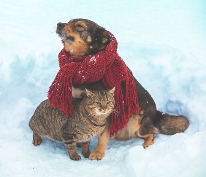 Andrew Halliday spier invoer Met deze tips loods je jouw hond, kat of konijn veilig de koude winter door  | Mijn Gids | hln.be