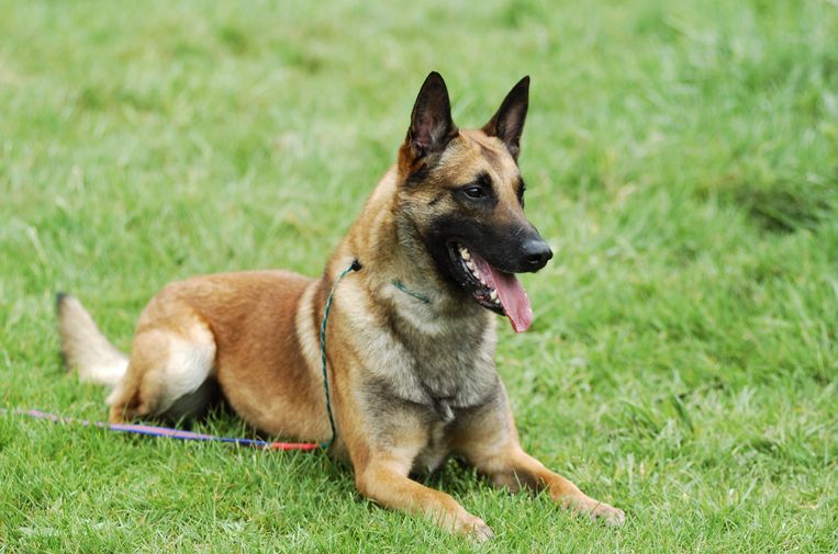 Herder Beeld Getty Images/iStockphoto