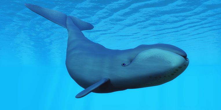 Verrassende stap in de evolutie van de walvis: 30 miljoen geleden had hij tanden noch baleinen | De Morgen