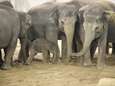 Aziatisch olifantje	geboren in	Pairi Daiza