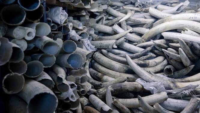 Meer dan 600 kilogram olifantenslagtanden onderschept in Vietnam