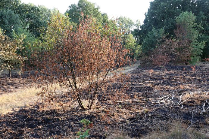 Ook eerder deze week ging al twee hectare bosgebied in vlammen op.
