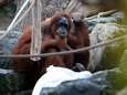 Oudste orang-oetanvrouwtje ter wereld viert 61ste verjaardag in Duitse zoo