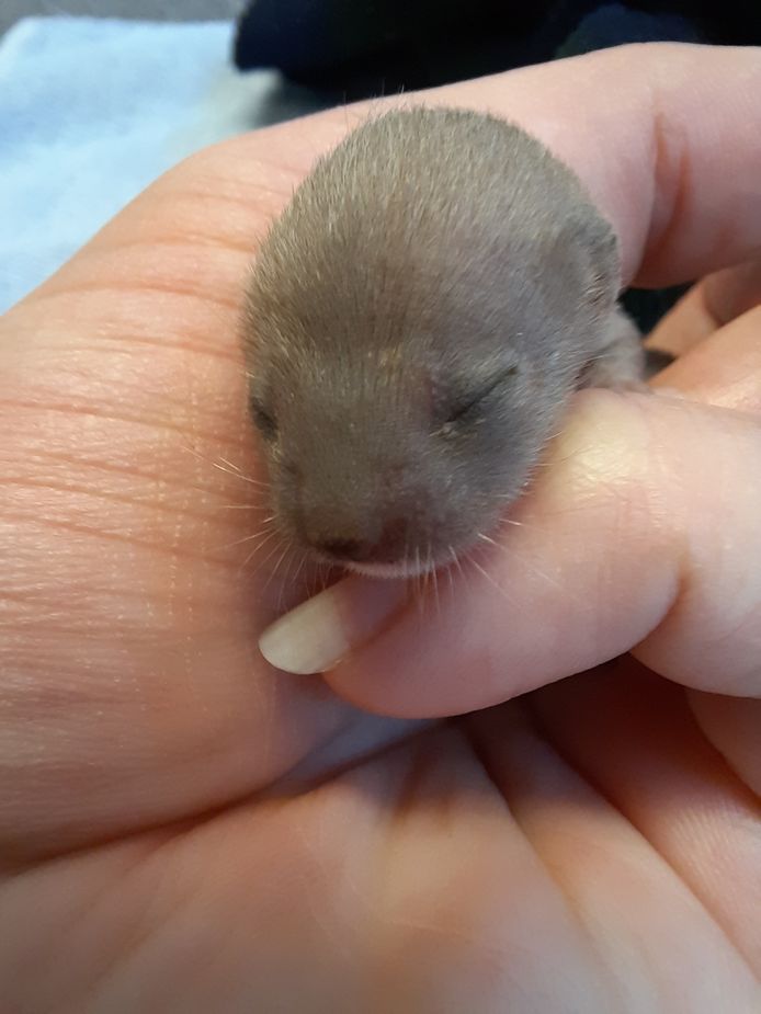 Dieren letten niet zo op waar ze poepen of plassen, zoals deze jonge wezel.