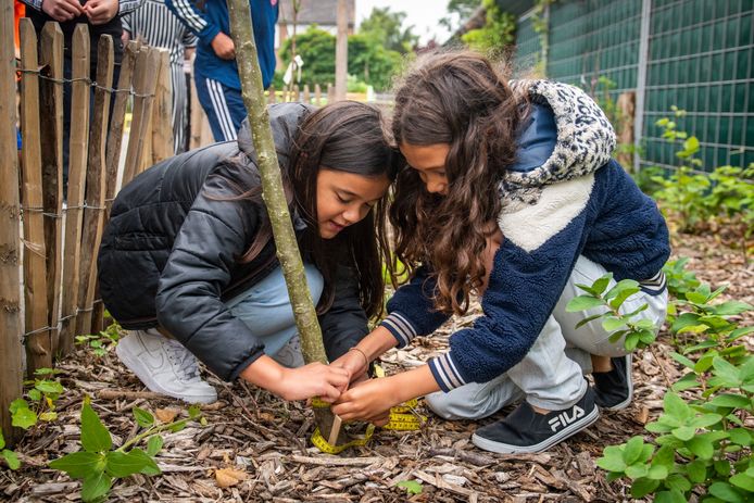 Een Voedselbosje is een aangelegd bosje van 30 vierkante meter met eetbare planten, struiken en bomen.