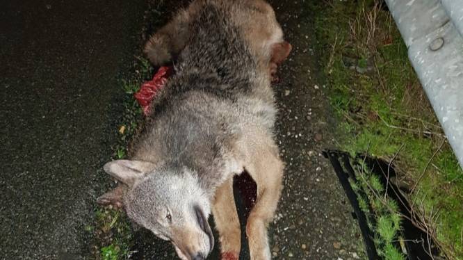 Dode wolf gevonden langs snelweg vlakbij Eindhoven