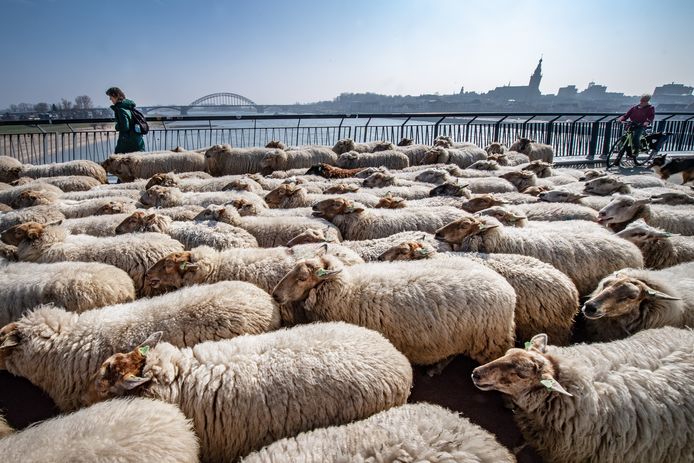 ontrouw Peregrination Informeer File door schapen op Snelbinder: tweehonderd dieren steken Waal over op weg  naar groene dijken in Arnhem | Nijmegen | gelderlander.nl