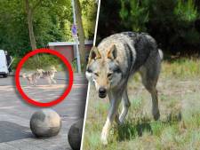 Is het een wolf of een hond? Test hier of jij het verschil kunt zien!