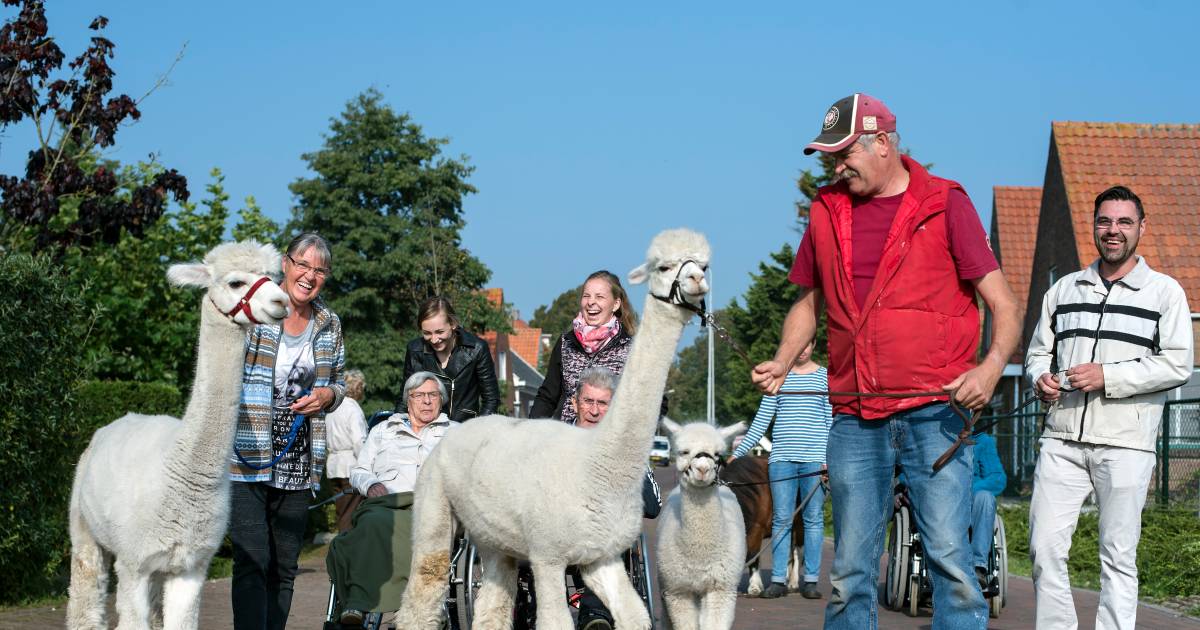 Aan de wandel met de alpaca's