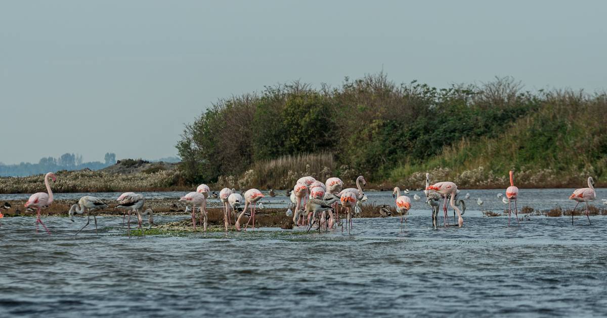Tientallen bezoekers missen de flamingo's bij Nieuwe-Tonge