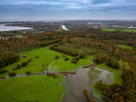 Omstreden natuurcamping in Lelystad heeft ‘minimale impact’, zegt recreatiebedrijf: ‘Je ziet vooral bomen’    
