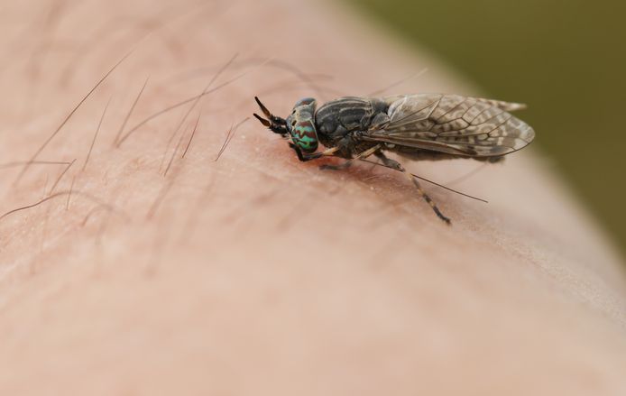 “Hij heeft geen angel, maar een snuit gevuld met mesjes”: de beet van ...