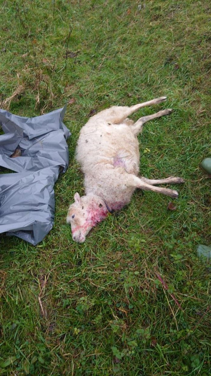 Een van de zeker tien dode schapen in de gemeente Oss.