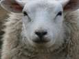 Illegale slachtplaats ontdekt op Betuwse boerderij: particulieren mochten zelf schapen doden