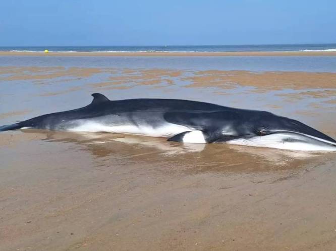 KIJK. Dwergvinvis aangespoeld in Oostende op strand voor casino: 3 meter lang en 200 kilo zwaar