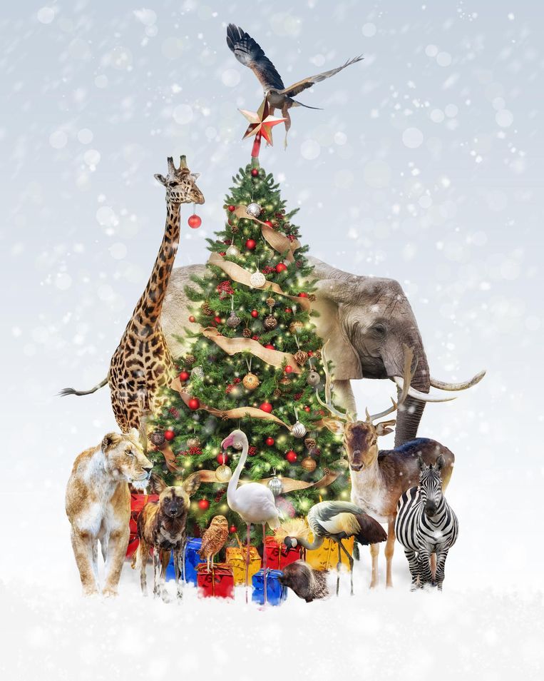 Kerst vieren tussen de wilde dieren, waarom ook niet? Beeld Shutterstock