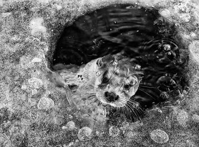 Otterfoto van Ernst (63) uit Nunspeet levert eerste plek op bij internationale wedstrijd