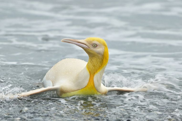 Vlaamse Natuurgids Fotografeert Zeldzame Gele Pinguin De Morgen