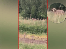 Wolf in Brabant doodt nog eens drie schapen. ‘Het is wachten totdat-ie een kind aanvalt’