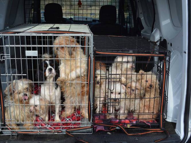 Man krijgt drie maanden voor verwaarlozing van 57 (!) honden: "Gortige toestanden en compleet onverzorgd"