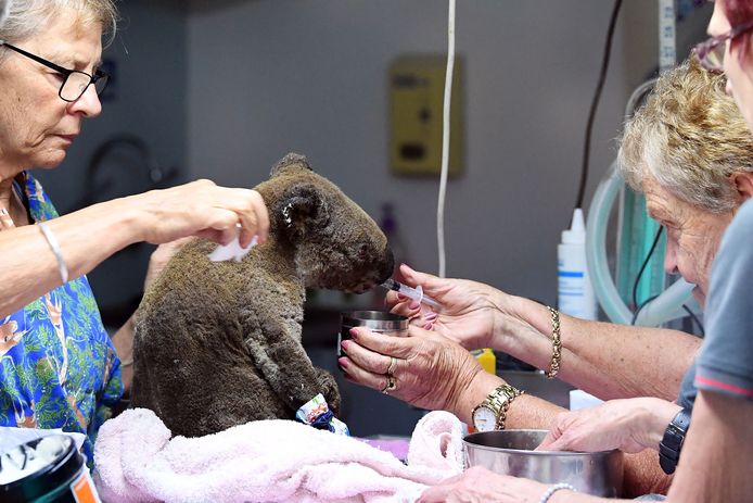 Het Port Macquarie Koala Hospital in Port Macquarie  in de deelstaat New South Wales waar ook Lewis werd opgevangen.