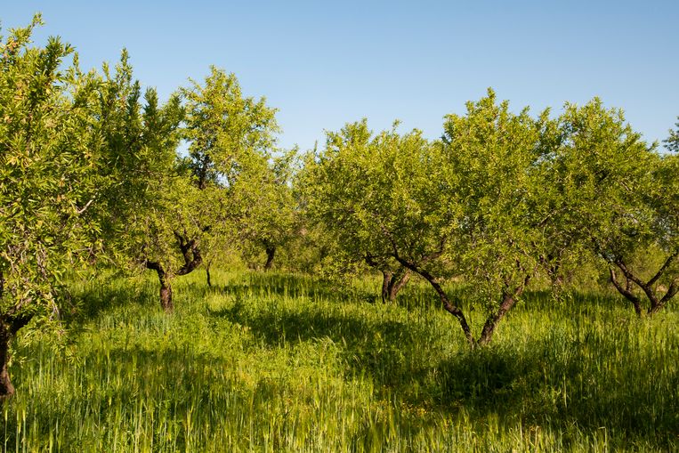 Amandelbomen met onderbegroeiing: een voorbeeld van regeneratieve landbouw. Beeld Gabriela Hengeveld