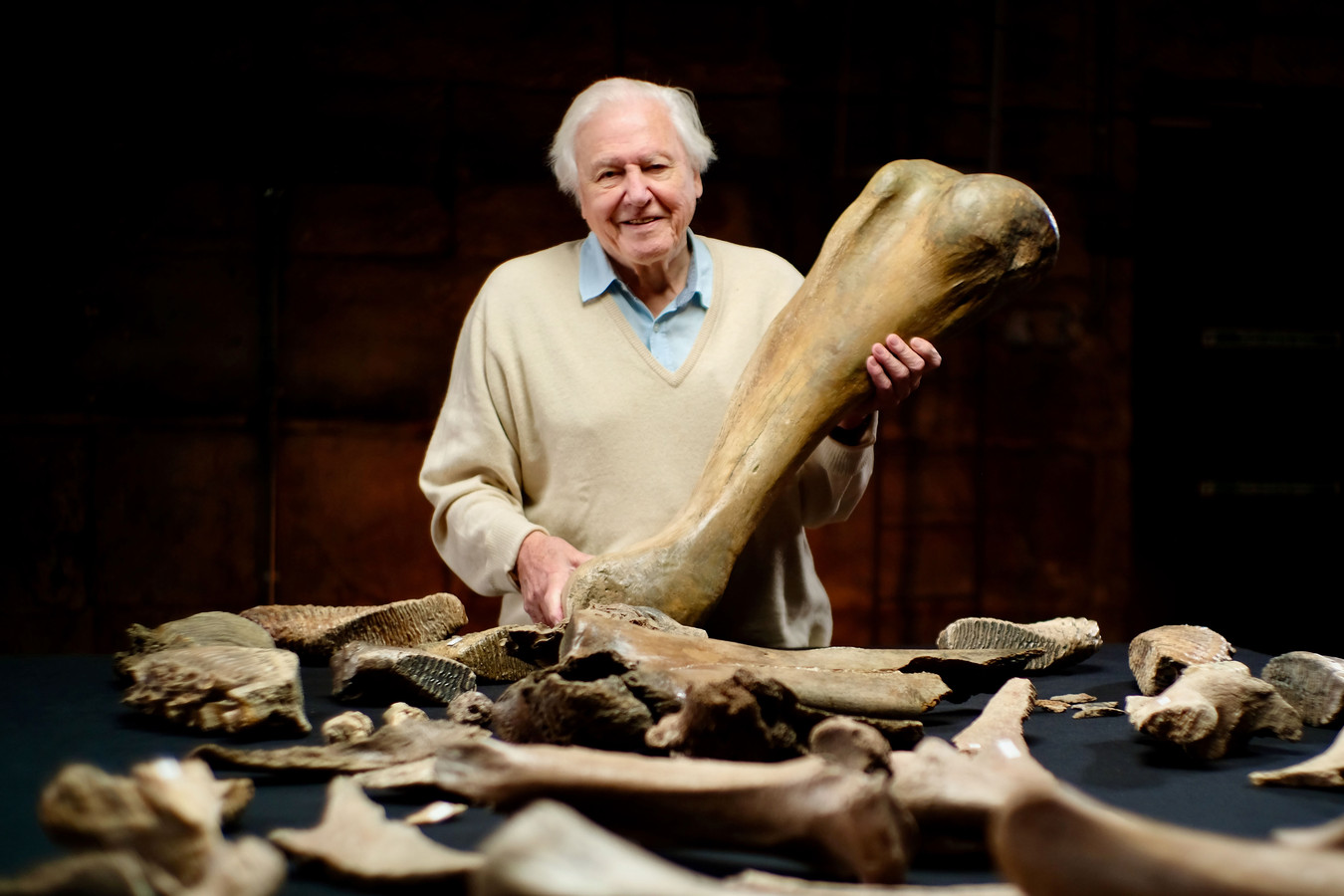 David Attenborough is weliswaar flink op leeftijd, maar zo oud als het naar hem vernoemde fossiel is hij zeker niet.