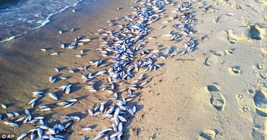 Banc de poissons morts dans la baie de Chesapeake, dans le Maryland.