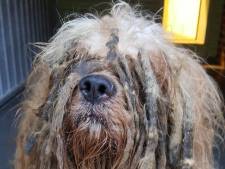 Dierenpolitie treft zwaar verwaarloosde hond aan: 'hij is er slecht aan toe'