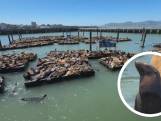 La population de lions de mer en plein boom à San Francisco: ils n'ont jamais été aussi nombreux depuis 15 ans