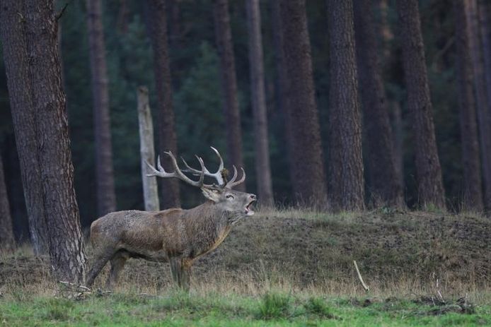 burl excursies zijn ongekend populair epe destentor nl