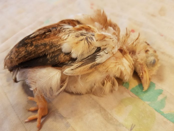 Twinkelen naaimachine span Vriendengroep dumpt levende kuikens, kippen en haantjes 'als grap' bij  bruidspaar | Binnenland | AD.nl