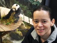 Vier jaar na panda-deal zijn de dieren helemaal gewend in Ouwehands Dierenpark