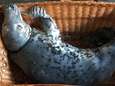 Bijna gestikte zeehond aan beterende hand